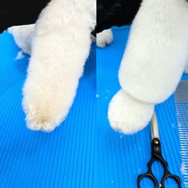 도다미 양말컷🧦🩷너모 귀여버서 발사진만 50장 찍어버림😎🫧스포팅+양말컷 by @petstylist_a_reum