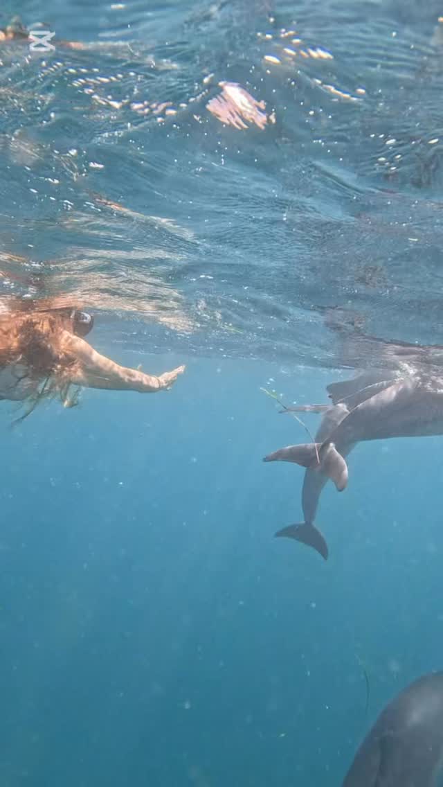 Quando ti immergi con i delfini senti la loro energia vibrarti intorno mentre giocano liberi nel loro habitat naturale, circondandoti con eleganza. Un’interazione intima e selvaggia nell’immenso oceano, dove ti senti parte del loro mondo. Resti lì, sospeso, a respirare la bellezza di un incontro unico e senza filtri.
