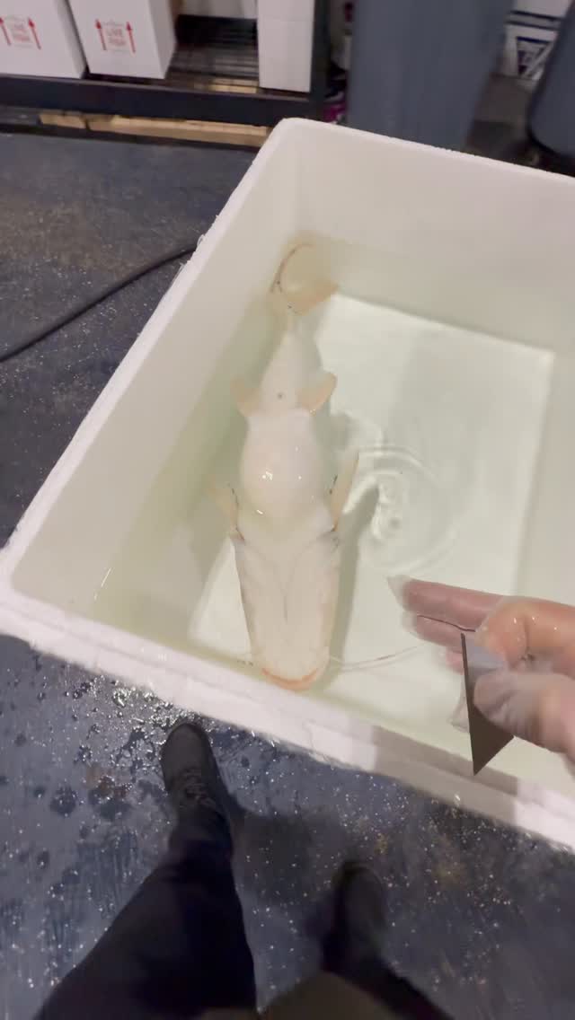We had to jump into action to save this albino marble tiger shovelnose catfish.We walked into the shop and found him floating upside down. We tried everything—water changes, meds, epsom salt, peas, needles—but nothing worked.As a last-ditch effort, we made the hardest call: surgery.We carefully opened him up to see if we could give him one final chance.It’s been 3 days now… and he’s active, swimming, and eating again ❤️Moments like this remind us why we do what we do. #aquarium #aquariumhobby #fishsurgery #rarefish #monsterfishkeepers by @predatoryfins_official