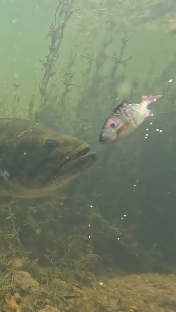 Big fish can’t stand it when there’s a Gilly staring at ‘em👀

#berkleyfishing #powerbait #yourfishourscience #bassfishing