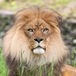 Bronx Zoo(@bronxzoo)'s profile avatar