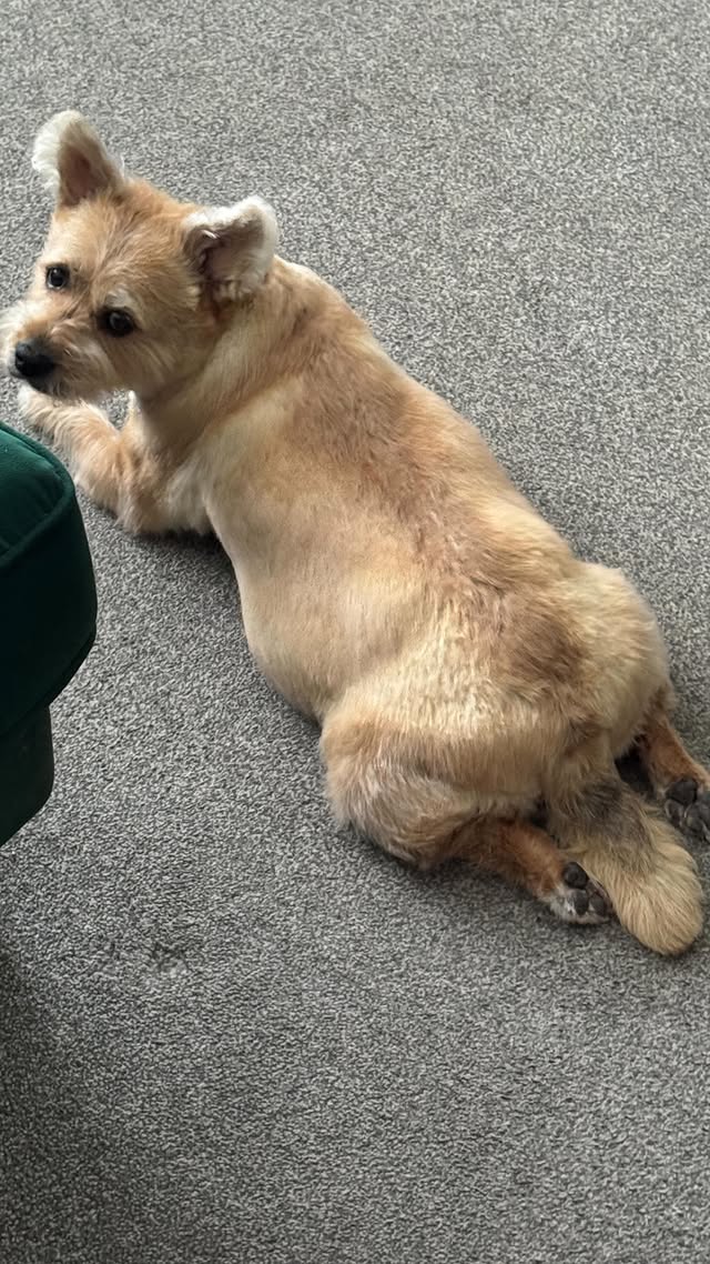Just a weird lil limbo im stuck in right now xx hopefully if anyone else going through this with pet loss we can help each other xx..#petloss #petgrief #griefjourney #helpplease xx by @markyyferris