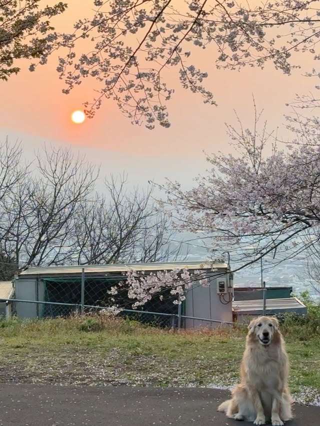 The story of one fun day near Fuji 🗻We met at 3 a.m. to catch the best sunrise light — and honestly, it was totally worth sacrificing a bit of sleep. It was a long journey, but having coffee with a view of Fuji made it all worth it.Cherry blossoms, other photographers searching for the perfect angle, everyone trying to capture that one special shot. Here are my photos — each of them holds its own emotion, feeling, meaning, power, and memory.I was also shooting on a Leica, which made me feel like a professional (and yes, there’s photo evidence 😄). I’ll share those shots a bit later.There are so many more moments from my life that I want to share with you my dear followers .Lots of love,Kira by @kira_zhura