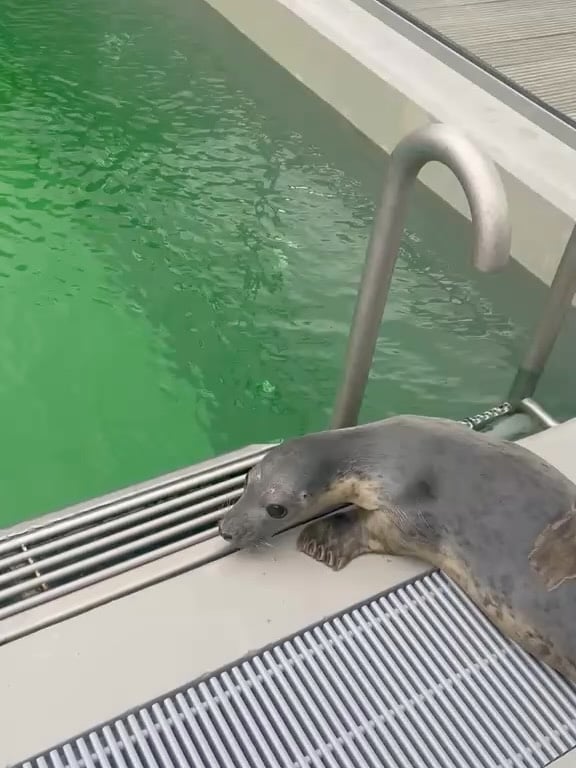Er zijn op dit moment zes zeehonden in onze opvang, en gisteren zijn er maar liefst drie van hen doorgestroomd naar fase 3! 💪Hier zie je hoe zij verhuisd werden: Sakura op slide 1, Nepomuk op slide 2 en Snuitje op slide 3. Wist jij dat deze zeehonden 24/7 te volgen zijn op onze onderwaterlivestream? Neem een kijkje op ons YouTube-kanaal! 🎥🦭—There are currently six seals in our Seal Centre, and yesterday no fewer than three of them moved on to phase 3! 💪Here you can see how they were transported: Sakura in slide 1, Nepomuk in slide 2, and Snuitje in slide 3. Did you know you can watch these seals 24/7 on our underwater livestream? Take a look at our YouTube channel! 🎥🦭#sealcentre #sealrescue #wec #animalrescue #seals