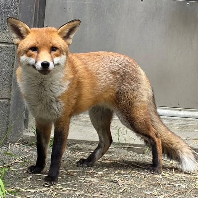 We are pleased to share that the stowaway red fox that was discovered aboard a cargo ship from Southampton, England, is healthy and has completed quarantine. The two-year old, male red fox was successfully treated at the Bronx Zoo for a parasite commonly known as the “French heartworm.” After his arrival at the zoo, the red fox—now named Basil—underwent a comprehensive veterinary evaluation at the zoo’s Wildlife Health Center where he was diagnosed with the parasite. French heartworm is rarely seen in the United States. It is more commonly associated with wild foxes and domestic dogs in Europe and can cause severe respiratory disease if left untreated. Over the course of approximately one month, Basil received three types of deworming medication as part of a carefully managed treatment plan. Throughout his treatment, Basil showed significant improvement. He gained weight, developed a fuller and shinier coat, and demonstrated strong overall health during follow-up examinations. When Basil arrived at the Bronx Zoo, he weighed 11.2 pounds (5.1 kg). He now weighs 13.7 pounds (6.2 kg), a gain of approximately 2.4 pounds (1.1 kg).We will assess the most appropriate long-term placement for Basil now that he has completed quarantine. Follow us for more updates about Basil’s rescue and recovery story! 🦊 by @bronxzoo
