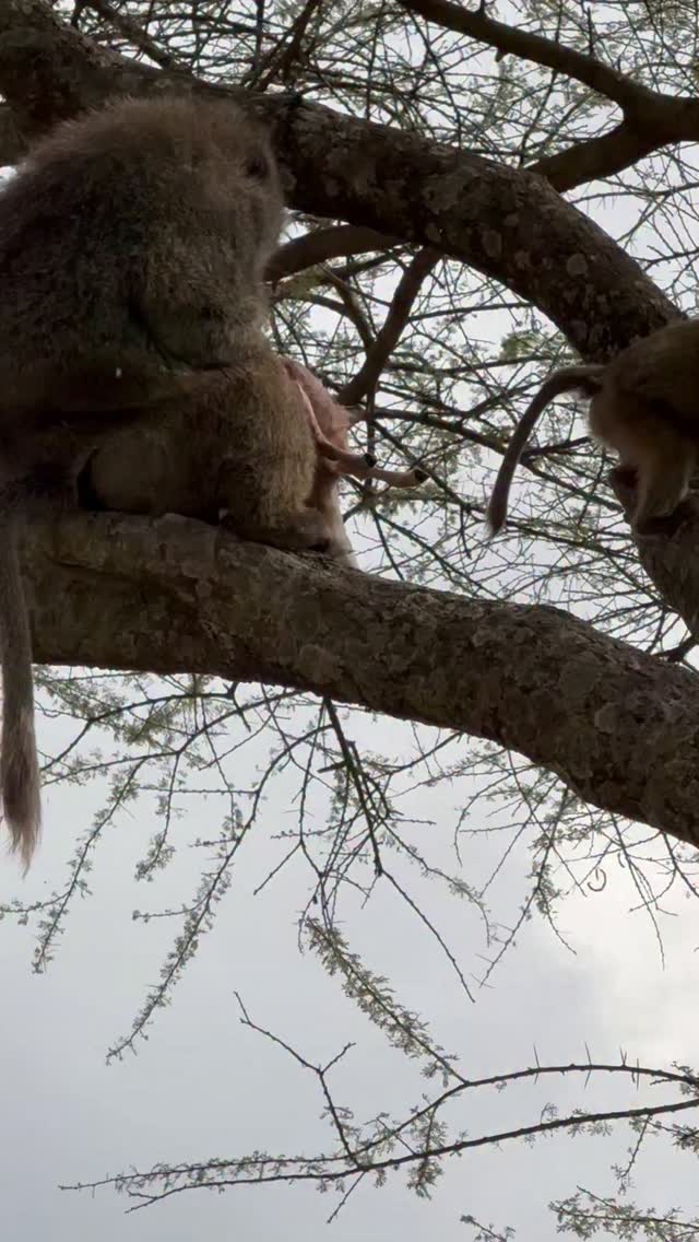 Finders Keepers📽 by @elltothemaxAs omnivores, baboons won't turn down a meal, and young impalas are certainly on the menu. While they could easily survive without catching a wobbly newborn, the chance to capitalize on such an opportune moment is often too good to pass up.Animal protein is a highly nutrient-dense food, providing concentrated amino acids, fat, and minerals that are often harder to obtain from plants alone. This richness in essential nutrients and overall density is why many animals, even those primarily herbivorous or frugivorous, will eat meat opportunistically, as it offers not only energy and protein but also essential micronutrients scarce in plant-based diets.- - - - - - - - - - - - - - - - - - - - - - - - - - - - - - - - - - - - - - - - -Nature Is Metal is powered by you!Did you record a wild video that you would like to get featured here?natureismetal.com/submissions is the absolute best place to send it.Our team checks the submission page daily by @natureismetal