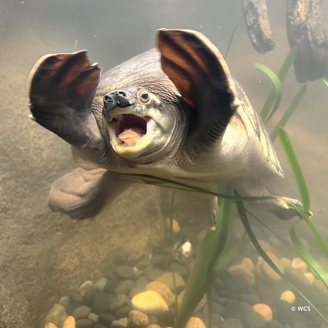 Happy World Turtle Day! 🐢 Who recognizes Freddie the Fly River turtle? He’s been at the Bronx Zoo for over 60 years and millions of our guests have had the pleasure of seeing him! Fly River turtles are also known as pig-nosed turtles because of their snout-like noses that allow them to breathe on the surface of the water. The rest of their body remains submerged preventing them from being exposed to predators. by @bronxzoo