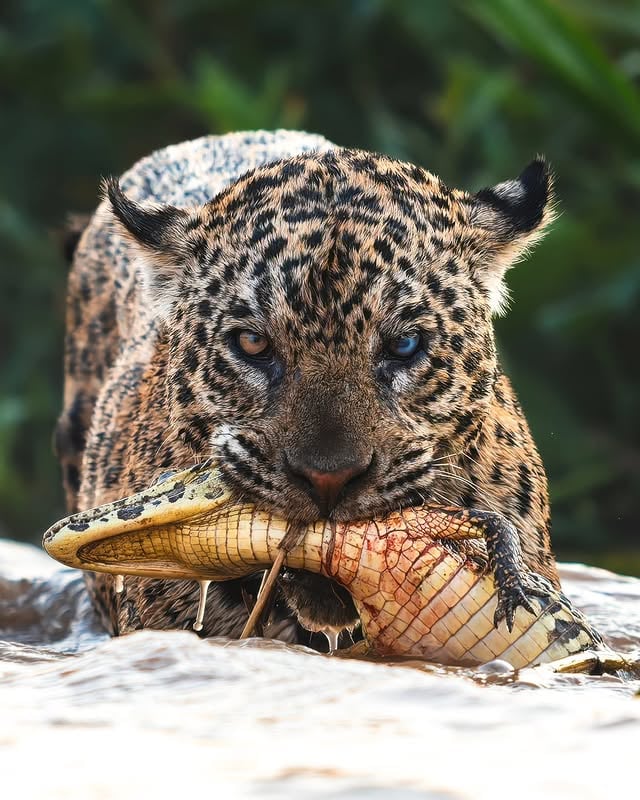 Still Got It📽 by @adaminthebushAn old jaguar kills a new caimanNearly two decades of experience means this cat is well-versed in this deadly game, whereas the young caiman was easily outmatched. The dynamic of the young providing sustenance for the old is ancient, though rarely as starkly literal as it plays out in these photos. The experienced know the rules; the naive young are simply easy prey.Patricia is a legendary and instantly recognizable jaguar in the Pantanal. Estimated to be 15 or 16 years old, her weathered face and distinctive clouded blue eye have made her a living icon of the river system. Local guides and researchers believe her blue eye is likely the result of glaucoma and age-related degeneration, rather than an injury from a past conflict.- - - - - - - - - - - - - - - - - - - - - - - - - - - - - - - - - - - - - - - - -Nature Is Metal is powered by you!Did you record a wild video that you would like to get featured here?natureismetal.com/submissions is the absolute best place to send it.Our team checks the submission page daily by @natureismetal