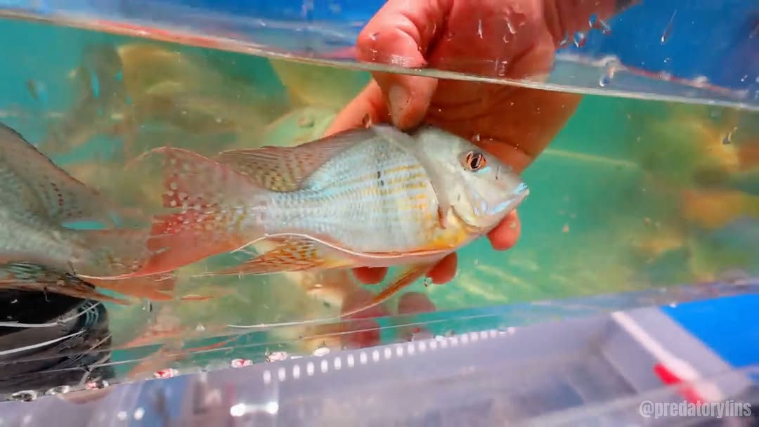 Bumblebee Groupers and more exotic & rare fish Some shots from our recent unboxing. Added alot of fish to our large mega tanks, when we get our shipments of fish they arrive in our facility and are placed into our acclimation tanks. We take pride in the care of these fish once they are in our hands and on their way to you. Make sure to LIKE, COMMENT, and SUBSCRIBE for more rare fish content, monster aquarium builds, and behind-the-scenes updates from the showroom!YouTube - PredatoryFinsJoin our Membership channel to get access to perks:https://www.youtube.com/cha.../UCiHKpi0fbgYIZ18hHg9hSWg/joinCHECK OUT OUR WEBSITE to see all the fish and merchandise we sell► https://www.predatoryfins.comFOLLOW our SOCIALS 📱➽ Instagram - predatoryfins_official➽ TikTok - predatoryfins_official➽ Facebook - Predatory FinsIf you have any comments, suggestions or questions, leave them down in the comments! If you're reading this, you're a part of the Predatory Fins FamilyComment below so we can see you. If you love Monster and exotic fish, check out our other videos: Unboxing tropical fish, monster Arapaimas, biggest flowerhorn in USA, Rescuing fish, Axoltl giveaway and many more. by @predatoryfins_official
