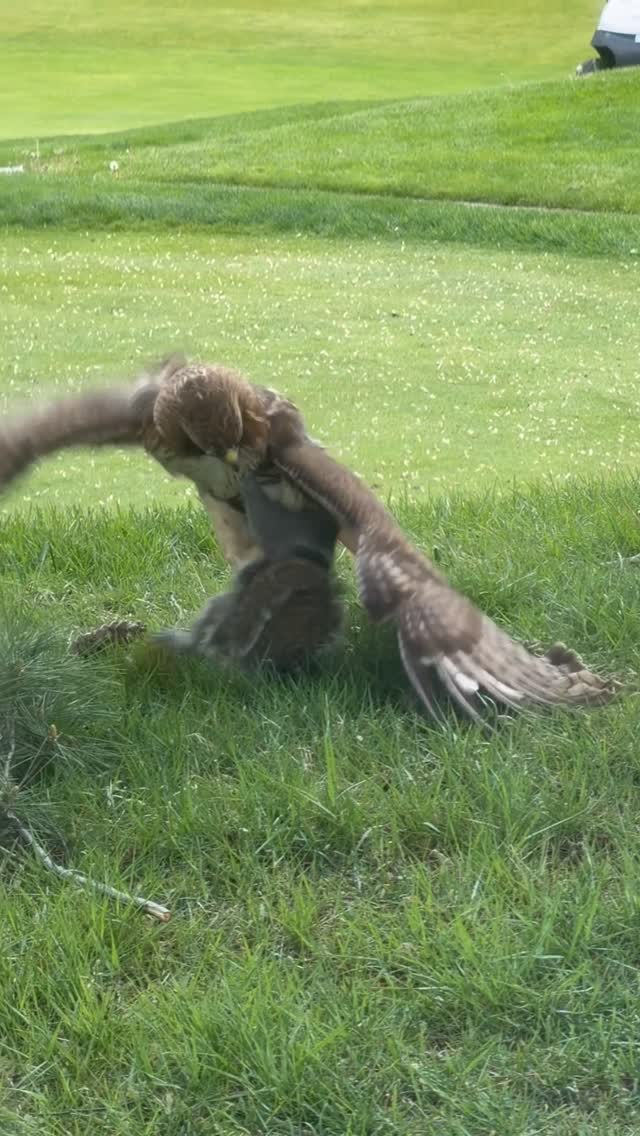 Hard To Kill📽 by @kingzfieldEverything went right in this hunt, and the squirrel still managed to escape. Somehow, while on the ground with the hawk imposing itself upon it, the squirrel managed to wriggle itself free of the crushing talons and abscond up the tree where the hawk could not easily re-engage.While the squirrel is not out of the woods by any means, it has staved off its immediate demise. The sharp talons used to pin the squirrel would have almost certainly made their telltale mark, the question becomes what part of the squirrel's body were the wounds sustained.Whatever the outcome, the will to live is strong in that one. Hopefully that escape bought it more than just a moment.- - - - - - - - - - - - - - - - - - - - - - - - - - - - - - - - - - - - - - - - -Nature Is Metal is powered by you!Did you record a wild video that you would like to get featured here?natureismetal.com/submissions is the absolute best place to send it.Our team checks the submission page daily by @natureismetal