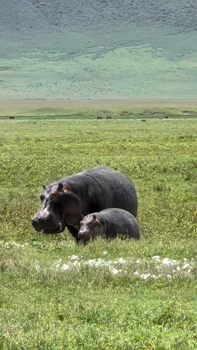 Tempting Fate📽 by @temboworldAs you can see, our mother hippo here is massive, quite aggressive, and if need be, capable of inflicting catastrophic injury, especially if she thinks her calf is threatened. In fact, this is just a description I found online, about every hippo. It rings true because it's 100% accurate. This lone male lion has a real chance of being badly wounded or killed in a direct clash with an animal that size, so stalking from a distance can be more about testing for weakness or looking for a window of opportunity than anything else. For example: lets say the mom tripped and fell while she was moving, temporarily hindering her ability to provide protection to her young one. The lion is waiting for something like that to happen.Although hoping for a fortune bounce in his direction, it does not come this time - which is probably for the best. Hippos are hard targets for entire prides, a lone lion would have its work cut out for it and then some, probably best to move on to greener pastures and easier prey.- - - - - - - - - - - - - - - - - - - - - - - - - - - - - - - - - - - - - - - - -Nature Is Metal is powered by you!Did you record a wild video that you would like to get featured here?natureismetal.com/submissions is the absolute best place to send it.Our team checks the submission page daily by @natureismetal