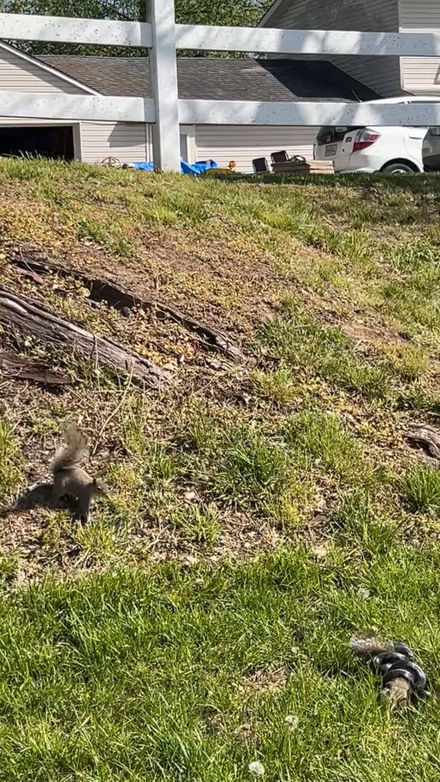 Gatekeeping Lunch📽 by @big.o14Squirrel saves his friend from snakeAt least that's what it looks like. Even when a video looks cut and dry like this it's hard to pin a bulletproof motive on a wild animal. Still, it's a nice story so we're gonna go with it.That said, animals don’t usually risk it all for random members of their species, so if this is a rescue attempt, that squirrel in the snake's grasp is probably a mating partner or of equal significance to the superman squirrel. The predator also matters, as squirrels are wise to the capabilities of the solitary snake. Once they are coiled around something their focus is on that - which leaves them vulnerable to attack.If this squirrel were attacked by something larger and more capable, like a coyote or a bobcat, the second squirrel would have to consider the fact that it might just be offering itself up to the predator - a two for one deal as it were. The fact is, squirrels and other prey species will tailor different danger responses to different predators. Snakes are on the low end of the danger spectrum, so the squirrel gets to be the hero today.- - - - - - - - - - - - - - - - - - - - - - - - - - - - - - - - - - - - - - - - -Nature Is Metal is powered by you!Did you record a wild video that you would like to get featured here?natureismetal.com/submissions is the absolute best place to send it.Our team checks the submission page daily by @natureismetal