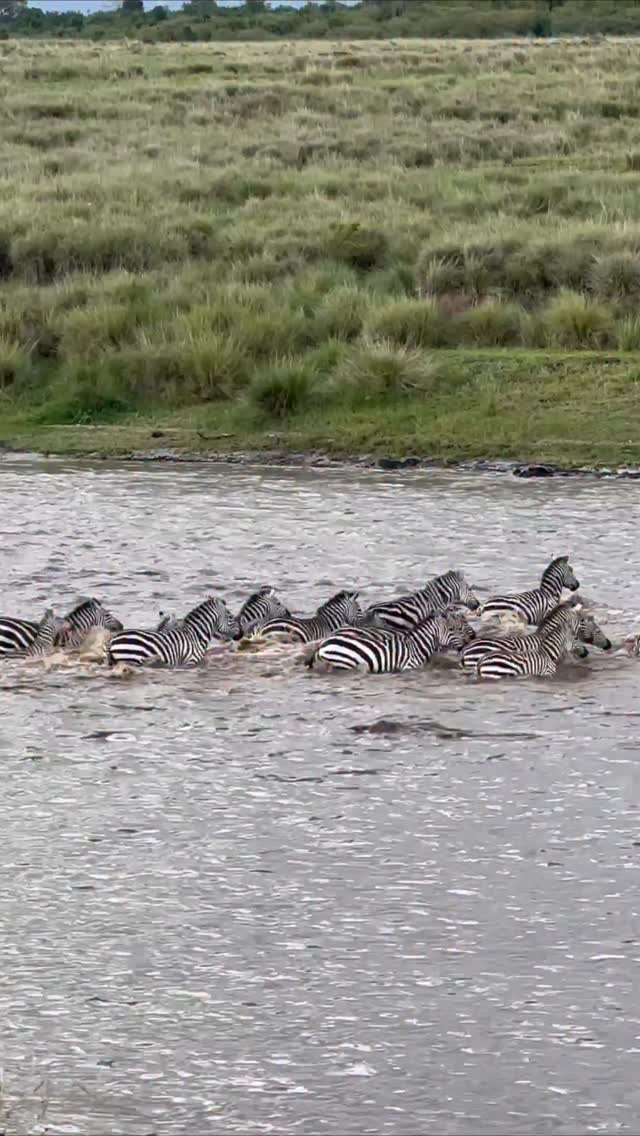 No Man Steps In The Same River Twice📽 by @mlittle450rEvery year, migration drives thousands of wildebeest, impala, gazelle, and zebra to travel hundreds, even thousands of kilometers in search of better grazing and fresh water. To get where they are going, it is mandatory that they traverse the waterways that separate these lands, and in those rivers lurks a prehistoric predator that might as well have this yearly event marked on its very own crocodile calendar.A not-so-insignificant percentage of Nile crocodiles rely heavily on this migration for most of their annual food intake. These fiercely powerful predators kill everything they can during the migration, as the window to do so is finite.In this instance, the caught zebra was only able to escape by leaving behind a vital part of itself for the crocodile to munch on. Despite the odds now being heavily stacked against it, the zebra has no choice but to keep moving forward, driven by it own resilience and the immediate need to get as far away from this river as fate will allow.No man ever steps in the same river twice, for it is not the same river and he is not the same man- - - - - - - - - - - - - - - - - - - - - - - - - - - - - - - - - - - - - - - - -Nature Is Metal is powered by you!Did you record a wild video that you would like to get featured here?natureismetal.com/submissions is the absolute best place to send it.Our team checks the submission page daily by @natureismetal