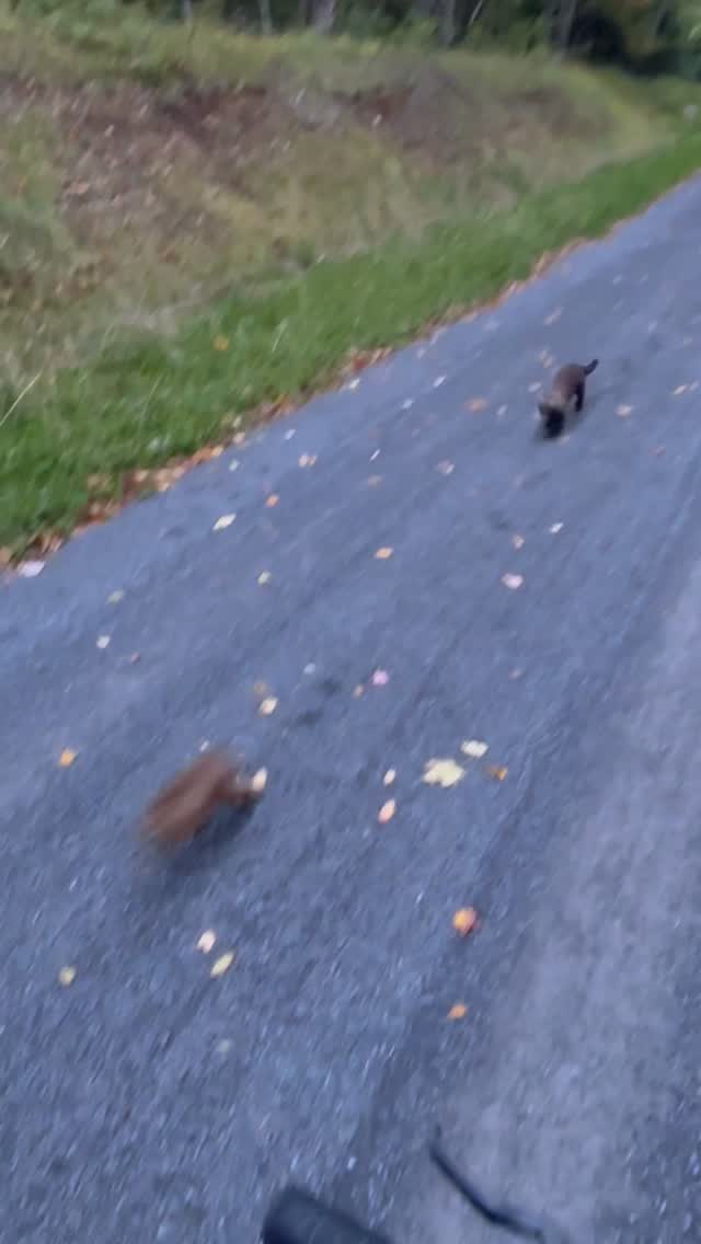 A Quick Rundown📽 by @megbargsFisher chases down and captures a hareDespite their common name, fishers rarely eat fish. They're omnivorous when it suits their needs, but all other times they are primarily carnivores, preying on snowshoe hares, squirrels, rodents, birds, reptiles. Fishers are among the rare predators capable of successfully hunting and killing porcupines. Where most others just leave them be, viewing them as more work than they are worth, fishers make easy work of them, achieving this feat by attacking the porcupine's face, then flipping it over to consume its underbelly.Fishers are in the same family as martens, wolverines, badgers, weasels, stoats/ermines, ferrets, minks, river otters, and sea otters. - - - - - - - - - - - - - - - - - - - - - - - - - - - - - - - - - - - - - - - - -Nature Is Metal is powered by you!Did you record a wild video that you would like to get featured here?natureismetal.com/submissions is the absolute best place to send it.Our team checks the submission page daily by @natureismetal