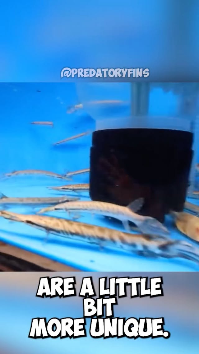 TROPICAL & TRINITY GAR and FOUR BAR SUMATRAS, ARCHERS, AND MORE. Rare and exotic fish are our speciality. Just a couple of species that we have in stock at www.predatoryfins.com. Our GRAND OPENING is coming soon.Make sure to LIKE, COMMENT, and SUBSCRIBE for more rare fish content, monster aquarium builds, and behind-the-scenes updates from the showroom!YouTube - PredatoryFinsJoin our Membership channel to get access to perks:https://www.youtube.com/cha.../UCiHKpi0fbgYIZ18hHg9hSWg/joinCHECK OUT OUR WEBSITE to see all the fish and merchandise we sell► https://www.predatoryfins.comFOLLOW our SOCIALS 📱➽ Instagram - predatoryfins_official➽ TikTok - predatoryfins_official➽ Facebook - Predatory FinsIf you have any comments, suggestions or questions, leave them down in the comments! If you're reading this, you're a part of the Predatory Fins FamilyComment below so we can see you If you love Monster and exotic fish, check out our other videos: Unboxing tropical fish, monster Arapaimas, biggest flowerhorn in USA, Rescuing fish, Axoltl giveaway and many more.#tropicalfish #aquarium #rare #bigfish #fishtanksofinstagram by @predatoryfins_official