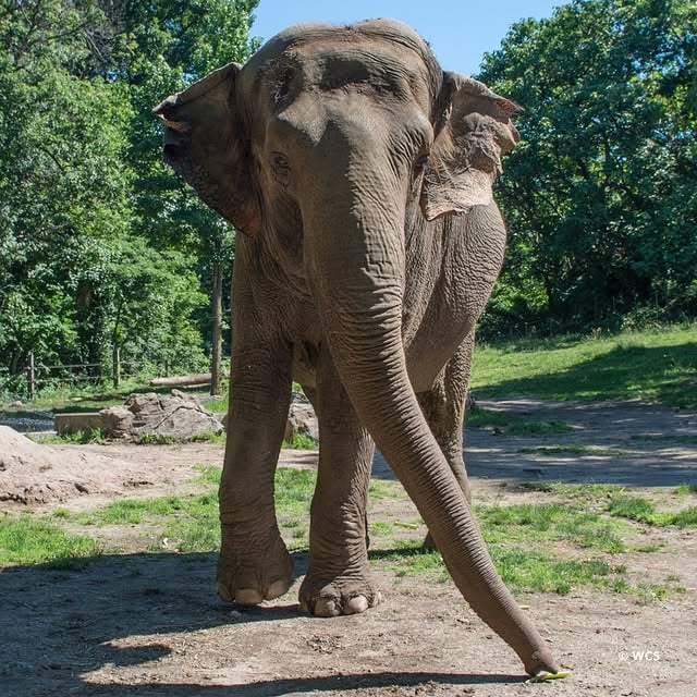 We are deeply saddened to share that our Asian elephant, Happy, who lived at the Bronx Zoo for nearly 50 years and was loved by staff and visitors, has been euthanized. This decision was made after a period of hospice care during which veterinary and animal care staff managed Happy’s progressive, age-related health conditions. She was 55 years old. Median life expectancy for female Asian elephants is approximately 45 years in North American zoo facilities. This difficult decision was made following ongoing assessments of Happy’s condition and quality of life. She died peacefully surrounded by her keepers, curators, and veterinarians who have cared for her; some for more than 30 years. Their longstanding, deep relationships were invaluable to her care throughout her life. Patty, our other Asian elephant, at 57 years old is doing well. Any future decisions regarding Patty’s care and management will continue to be made based on her individual welfare needs and in alignment with the Association of Zoos and Aquariums and other professional standards. Happy’s legacy will live on in the hearts of all who had the privilege of meeting her. She was an incredible ambassador for her species, inspiring millions of visitors to care about Asian elephants and their conservation. by @bronxzoo