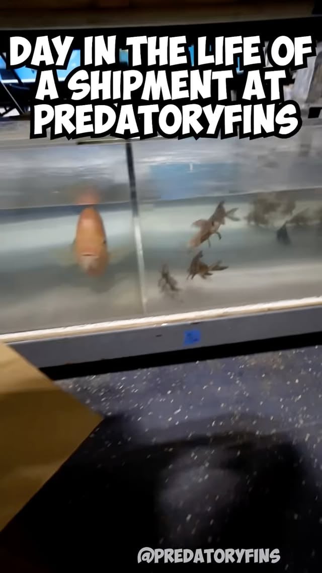 SHIPPING OUT the #rare and #exotic fishes that you love. A day Predatory Fins shipping. We pack each fish for your #aquarium or #aquariumhobby lifestyle with care, and only the safest amount of stable water and air to keep your fish comfortable. Make sure to LIKE, COMMENT, and SUBSCRIBE for more rare fish content, monster aquarium builds, and behind-the-scenes updates from the showroom!YouTube - PredatoryFinsJoin our Membership channel to get access to perks:https://www.youtube.com/cha.../UCiHKpi0fbgYIZ18hHg9hSWg/joinCHECK OUT OUR WEBSITE to see all the fish and merchandise we sell► https://www.predatoryfins.comFOLLOW our SOCIALS 📱➽ Instagram - predatoryfins_official➽ TikTok - predatoryfins_official➽ Facebook - Predatory FinsIf you have any comments, suggestions or questions, leave them down in the comments! If you're reading this, you're a part of the Predatory Fins FamilyComment below so we can see you If you love Monster and exotic fish, check out our other videos: Unboxing tropical fish, monster Arapaimas, biggest flowerhorn in USA, Rescuing fish, Axoltl giveaway and many more.#aquarium #monsterfish #fishtanksofinstagram #monsterfishkeepers by @predatoryfins_official