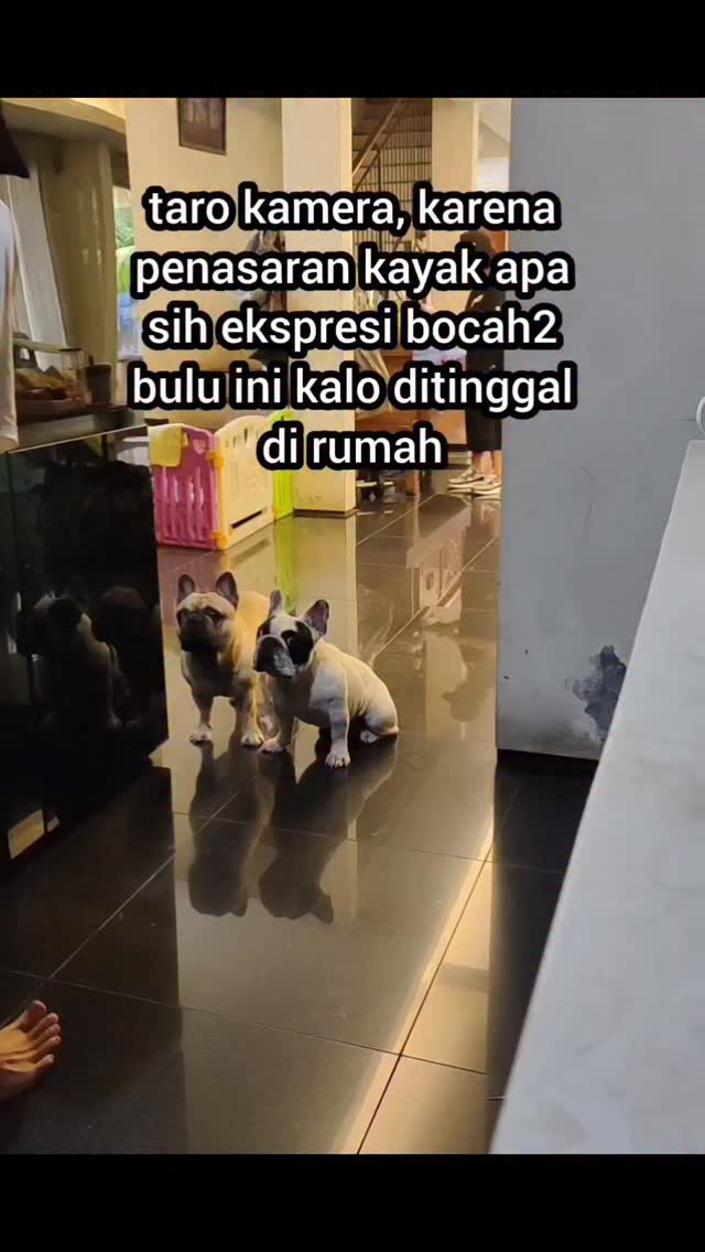 •rupanya begini yakpenampakan komukbolu2 (bocah bulu),setelah gua tutuppintu dan ninggalinrumah 😥😥😥😥gua mungkin masihbisa ketemu ama berbagaimacam orang dan kawan2di luar rumah di sepanjanghidup guatapi, mereka kan cuma taukita, orang di rumah aja...ya mungkin sekali dua kalike dog park atau play datedengan temen2 ayah atauibunya.. sisanya? ya merekaemang bener2 mengharapkankehadiran kita.. entah sebagaikawan atau sebagai orangtua mereka yang ada di kehidupanmereka yang terhitung rata2hanya berkisar antara 15 tahunsampai 20 tahun aja di kehidupanmerekajadimungkin gak ada salahnya buatmenyisihkan waktu yang kita punyabuat sharing happiness time buatmereka juga yak.. see y'all at home, buddies*edisi mendadak mellow* by @iwaktherockfish