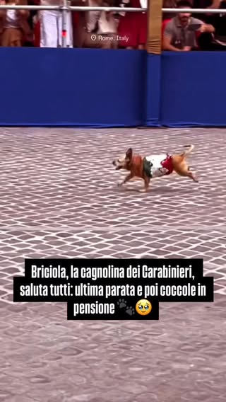 Ha sfilato tra cavalli, divise e fanfare. Ma, alla fine, gli occhi erano tutti per lei. 🐾🥹
Briciola, la cagnolina mascotte del 4° Reggimento Carabinieri a Cavallo, ha fatto la sua ultima parata del 2 Giugno prima della pensione. Piccola, tenerissima, amatissima: in più di dieci anni è diventata una presenza speciale nelle cerimonie ufficiali, capace di sciogliere anche il protocollo più solenne.
Ora per lei comincia una nuova vita: meno parate, più coccole. E un posto già conquistato nel cuore di tutti. ❤️🇮🇹

📹 @briciola_mascotte 

#Briciola #Carabinieri #2Giugno #FestaDellaRepubblica