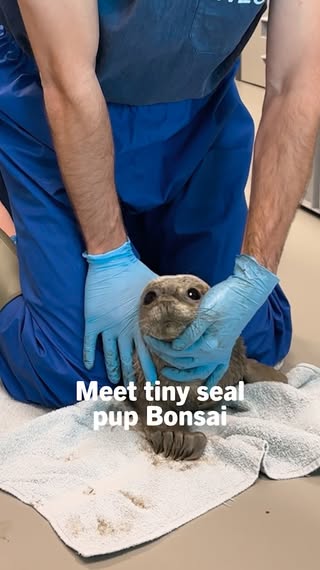Dit is Bonsai, de derde pup die we dit jaar moeten opvangen. 🪴🦭 

Toen Bonsai bij ons werd binnengebracht, was ze ongeveer een week oud en woog ze slechts 7 kilo. 😢 Ze is erg klein en heeft nog gedeeltelijk haar lanugovacht. Bij gewone zeehonden betekent dat dat ze te vroeg zijn geboren en daardoor nóg kwetsbaarder dan andere pups. 

Bij het WEC geven we Bonsai een tweede kans. We doen er alles aan om haar gezond en sterk terug te brengen naar de Waddenzee. Wil jij haar steunen tijdens deze moeilijke start? Adopteer Bonsai via de link in bio. ❤️‍🩹

—

This is Bonsai, the third pup we’ve had to take in this year. 🪴🦭

When Bonsai was brought to us, she was around a week old and weighed just 7 kilograms. 😢 She’s very small and still has part of her lanugo coat. With common seals, this means they were born prematurely, making them even more vulnerable than other pups.

At the WEC, we’re giving Bonsai a second chance. We’re doing everything we can to help her grow healthy and strong so she can return to the Wadden Sea. Would you like to support her through this difficult start? Adopt Bonsai via the link in our bio. ❤️‍🩹

#bonsai #sealpup #pup #sealrescue #sealcentre