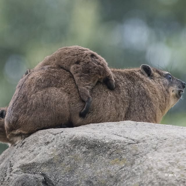 Rock hyraxes can be found throughout much of Africa and parts of the Middle East, and live among boulders, rock crevices, and cliffs in colonies ranging from five to 60 individuals. They are also able to climb on steep rock surfaces (and sometimes each other!) because they have moist, rubbery foot pads that lift up in the center for a suction cup-like effect that helps them keep their grip on surfaces.Another fun fact? These rock-loving animals are born and raised in underground burrows, hidden from view. Now that they're out for the season, we could watch them all day long...come see for yourself when you visit the Gelada Reserve!📸: WCS photographer, Terria Clay by @bronxzoo
