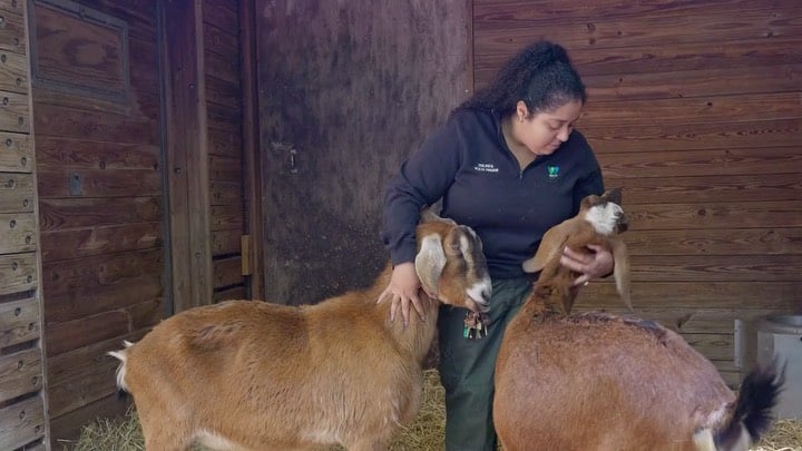 There are quite a few new faces in the Children’s Zoo barnyard! We recently welcomed eight Nubian goats to the exhibit from a Long Island facility after they completed a standard quarantine. In the video you can see veterinary technician Priscilla bonding with the goats before they are moved to the exhibit by Assistant Supervisors Fausto and Jose. Prior to joining the barnyard, the goats received deworming medication from animal care staff. by @bronxzoo