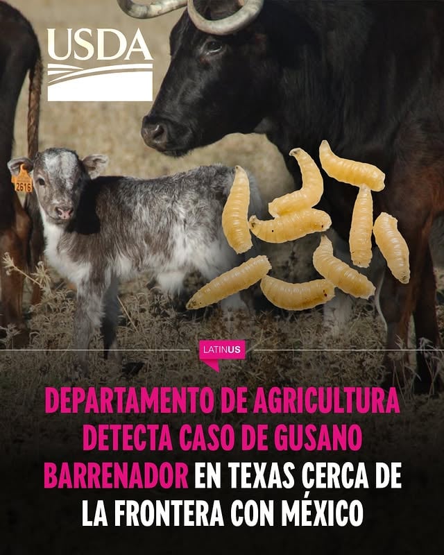 El Departamento de Agricultura confirmó este miércoles la detección del gusano barrenador en un bovino en el condado de Zavala en Texas.La titular de la dependencia, Brooke Rollins, informó que, junto con la Comisión de Salud Animal de Texas, están tomando medidas inmediatas para contener y erradicar la plaga en el país. En un comunicado se detalló que el animal afectado es un becerro y las larvas fueron localizadas en su área umbilical.Lee la nota completa en el link de nuestra bio.#Latinus #InformaciónParaTi