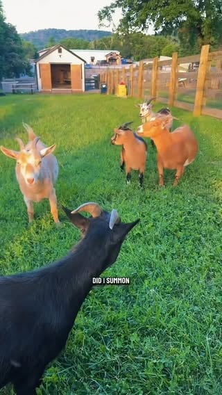 The goaties ❤️🐐

#Minigoat #nigeriandwarfgoats