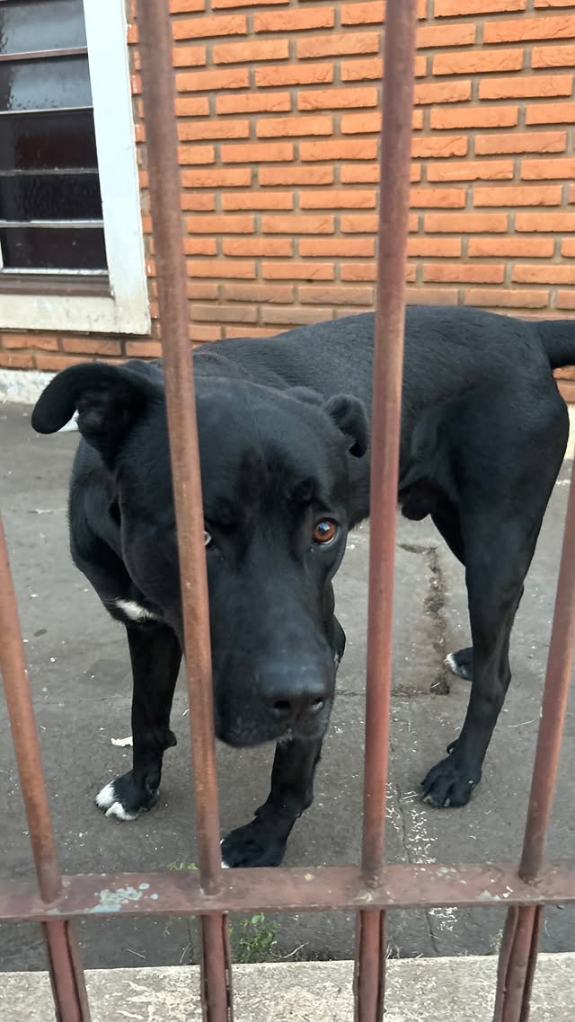 Resolvi postar um reels sobre esse caso que, de tão comum, a gente olha, repara, mas não fazemos nada. Pois sempre acontece. Pois “é difícil” de resolver. Mas não deveria.

O cachorro, que descobrimos por agora que atende por “Thor” era, claramente, “criado apenas para ser cão de guarda”. Latindo para outros cachorros na rua, hoje vimos Thor abanar o rabinho com carinho oferecido através da grade do portão. Se não fosse pelas pessoas que estão apoiando a causa e buscando amparo, esse rabinho poderia não estar mais abanando, já que têm DIAS E DIAS que ele está abandonado.

Não quero fazer um textão gigantesco sobre “lição de moral” pois eu acredito que existam, sim, mesmo com uma podridão que abandona no meio, pessoas do bem. Faça sua parte. Marque alguém que possa ajudar, fale sobre. Não deixemos essa história ter um final triste, pois ela, pelo enredo inteiro, já é de chorar! 

Além de tudo, estamos depondo um CRIME! Thor merece justiça!