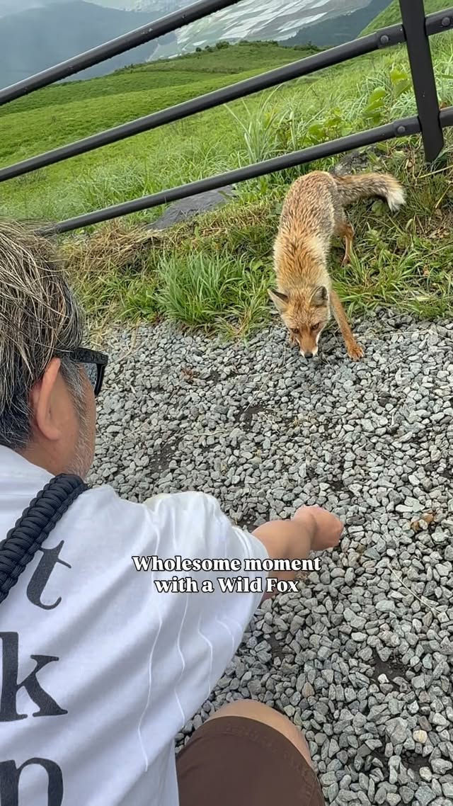 Natsuki’s wholesome moment with a beautiful Wild Fox! While walking around Mount Aso we were randomly approached 😂 I got the impression they’ve learned to get snacks from travellers. 

Be mindful of feeding wild animals - it seems this fox has long since become the gatekeeper of the Aso volcano car park given his interactions with everyone - but we wouldn’t normally approach a wild animal in this manner. This guy has very much adopted the car park as his home and was doing the rounds for over three hours.
