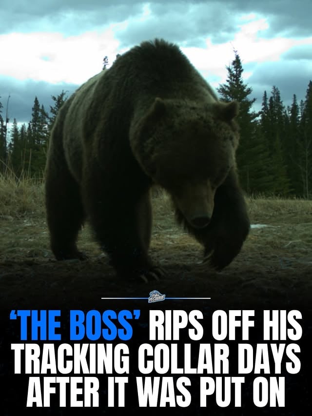 Banff’s most famous grizzly bear has done what he wants, as usual. Parks Canada fitted Bear 122, known as The Boss, with a GPS tracking collar on May 13 as part of ongoing grizzly bear monitoring across Banff National Park.

Within days, the nearly 30-year-old, 750-pound patriarch of the Bow Valley managed to rip it off entirely on his own.

Parks Canada has not confirmed whether it will attempt to re-collar The Boss.
