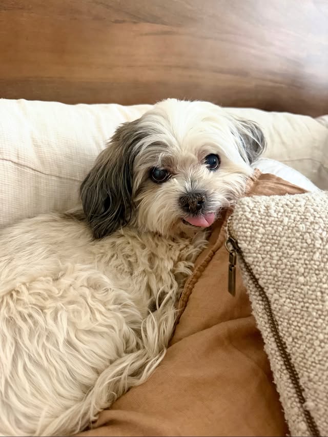 June 5 2026. Heartbroken is an understatement. My heart hurts so much, and I miss you more than words can describe already. You were truly me in dog form, stubborn, so chill, loving, always napping and always by my side. I hope we gave you an amazing life filled with as much love and happiness as you gave us.

A piece of my heart went with you, and life will never be quite the same without you. Forever loved, forever missed, forever my baby. 🐾🤍