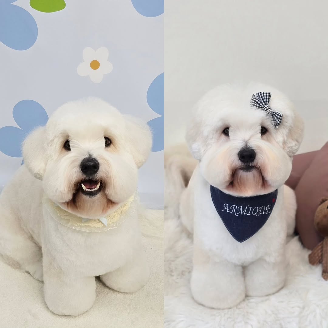 뿌까머리하고 돌아선 민심 수습하기 위해 다시 똥골뱅이루,,🙈아니 뿌까 별로라고 한사람 누구에여?솔직히 뿌까가 더 귀엽지 않나효? 아닝가...?우리 땨야 헤어수타일 뭐가 더 잘어울리는지 투표!!!🐾 by @petstylist_a_reum