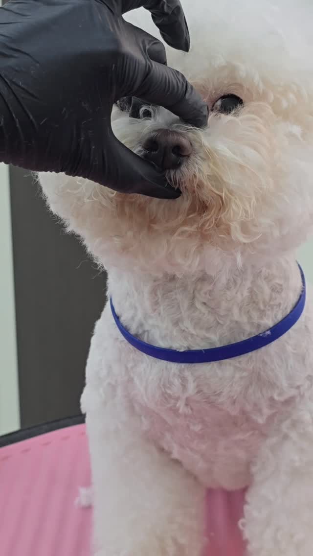 모이스춰한 머즐이라 꼭 가기 직전에 한번더 드라이 해드림!!!💦우리 우디 미용실 5분거리였는데 확장이전이슈로 15분으로 늘어버렸오요,,,🙈 그래도 찾아주셔서 감사합미당✨️ by @petstylist_a_reum