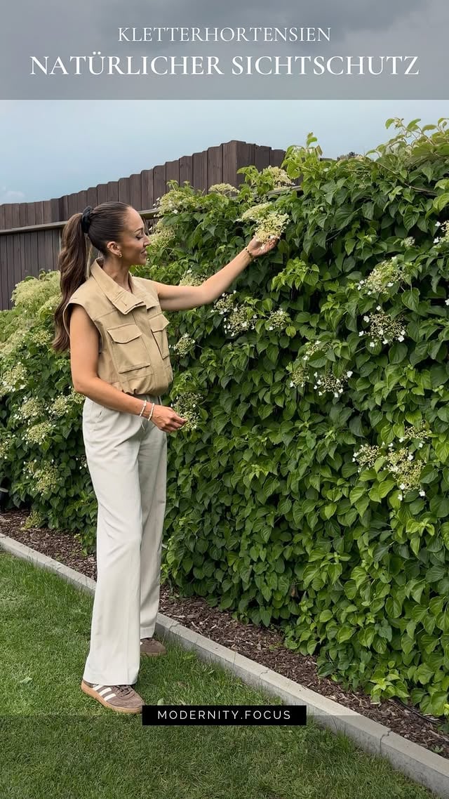Du hast einen Sichtschutz im Garten, der dich optisch nicht anspricht?Dann pflanze doch Kletterhortensien 🌿.Zwischen dem ersten Aufnahmen im Februar und jetzt liegen nur ein paar Monate – und genau deshalb liebe ich Kletterhortensien so sehr.Im Winter wirken sie oft unscheinbar, aber mit den Jahren werden sie richtig dicht und verwandeln Zäune oder Abgrenzungen in einen natürlichen Sichtschutz mit filigranen weißen Blüten.Wissenswertes:• ideal zum Begrünen bestehender Zäune• Pflanzzeit: Frühjahr oder Herbst• anfangs langsamer Wuchs, später deutlich kräftiger• junge Pflanzen brauchen etwas Unterstützung• insgesamt sehr pflegeleicht• Rückschnitt nur bei Bedarf nach der BlüteUnsere ältesten Pflanzen sind inzwischen 6–7 Jahre alt und komplett blickdicht 🤍✨ speicher dir diesen tipp ab, wenn du deinen Garten langfristig aufwerten möchtest & folg mir gern für weitere Inspo.#kletterhortensien#garteninspiration#sichtschutzideen#gartengestaltung#blühendergarten by @modernity.focus